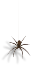 A spider dangling from the ceiling
